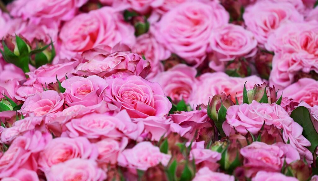 roses-3436439_1280