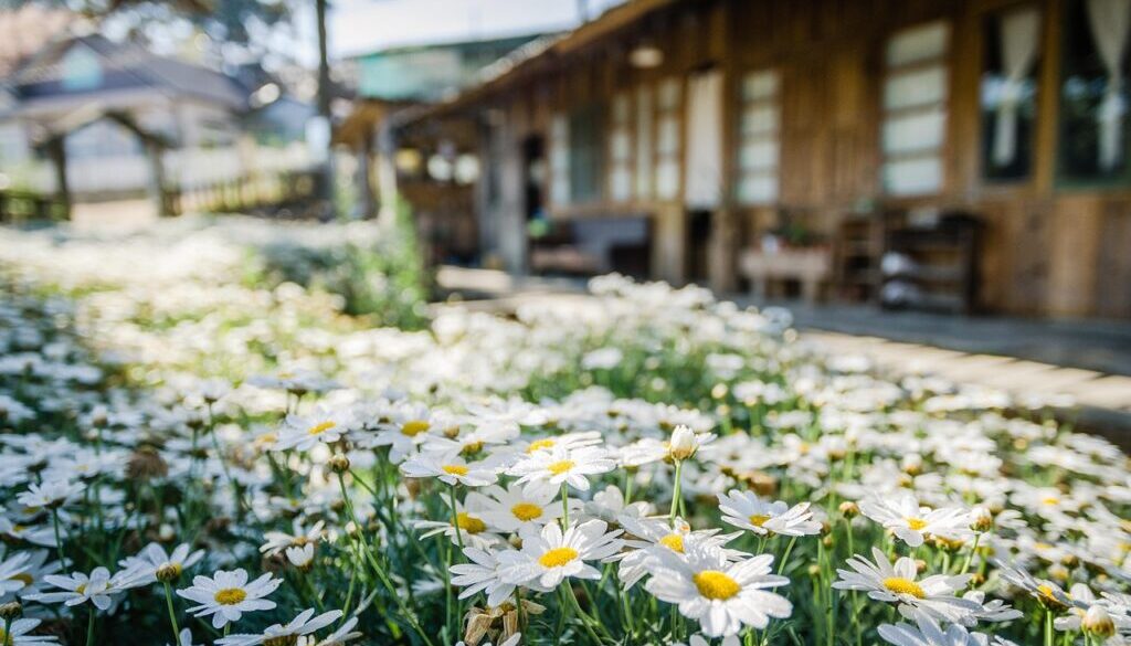 flowers-4390337_1280